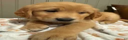 Golden Retriever dogs for sale: Yellow collar  - Ad 1