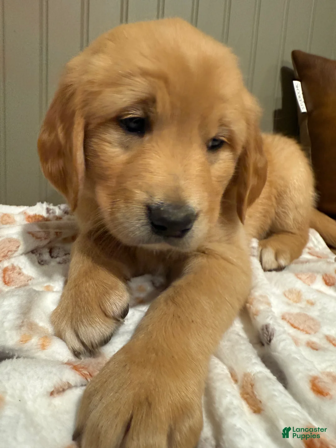 Golden Retriever dogs for sale: Yellow collar  - Ad 1