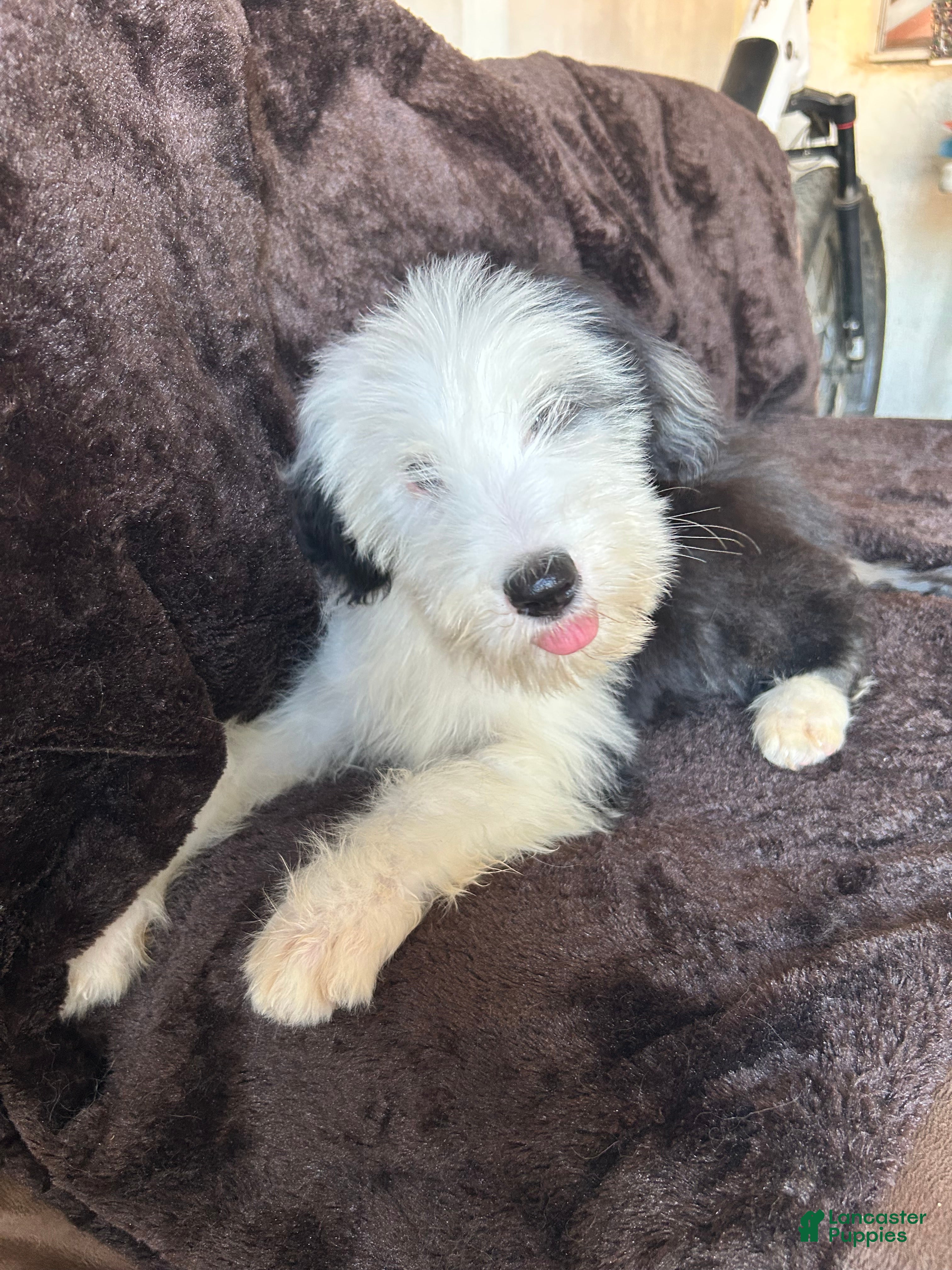 Old English Sheepdog dogs Old English Sheepdog 7 - Ad 5