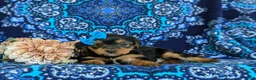 Shorkie dogs for sale: Melina 7 lbs Full Grown - Ad 8