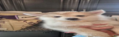 Alaskan Malamute 8