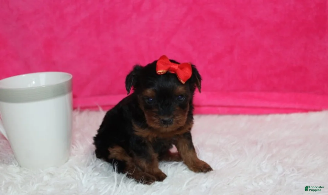 Yorkiepoo dogs for sale: Elsa  - Ad 2
