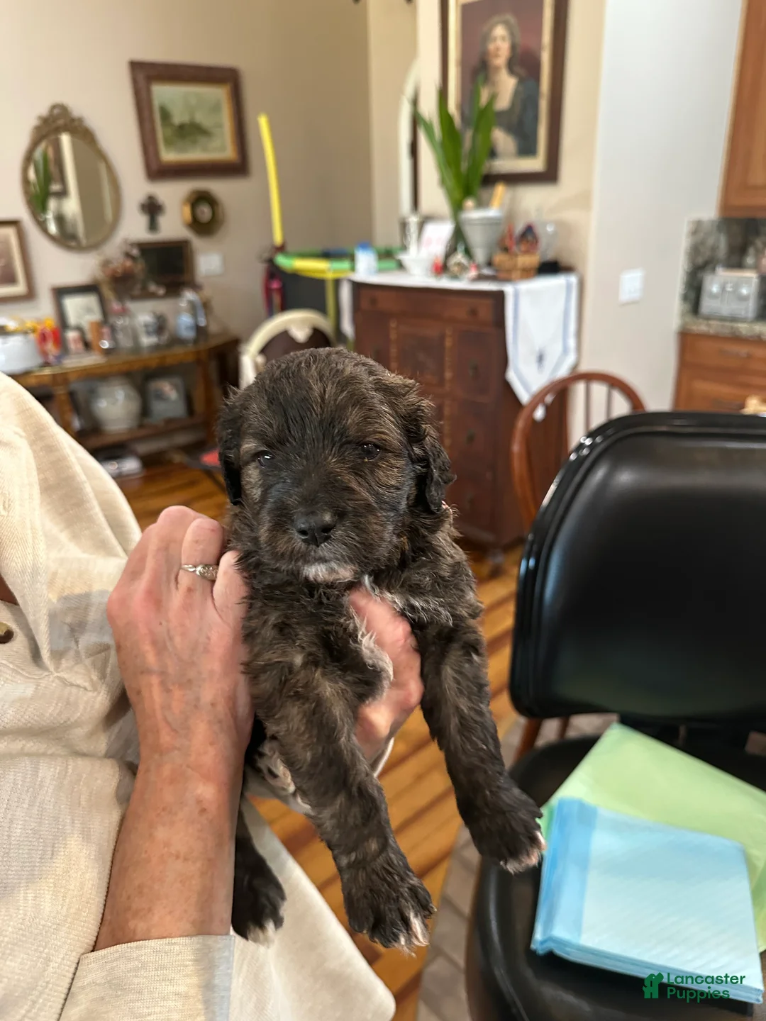 Mixed Breed dogs for sale: Male # 6 English Shepherd Doodle  - Ad 5