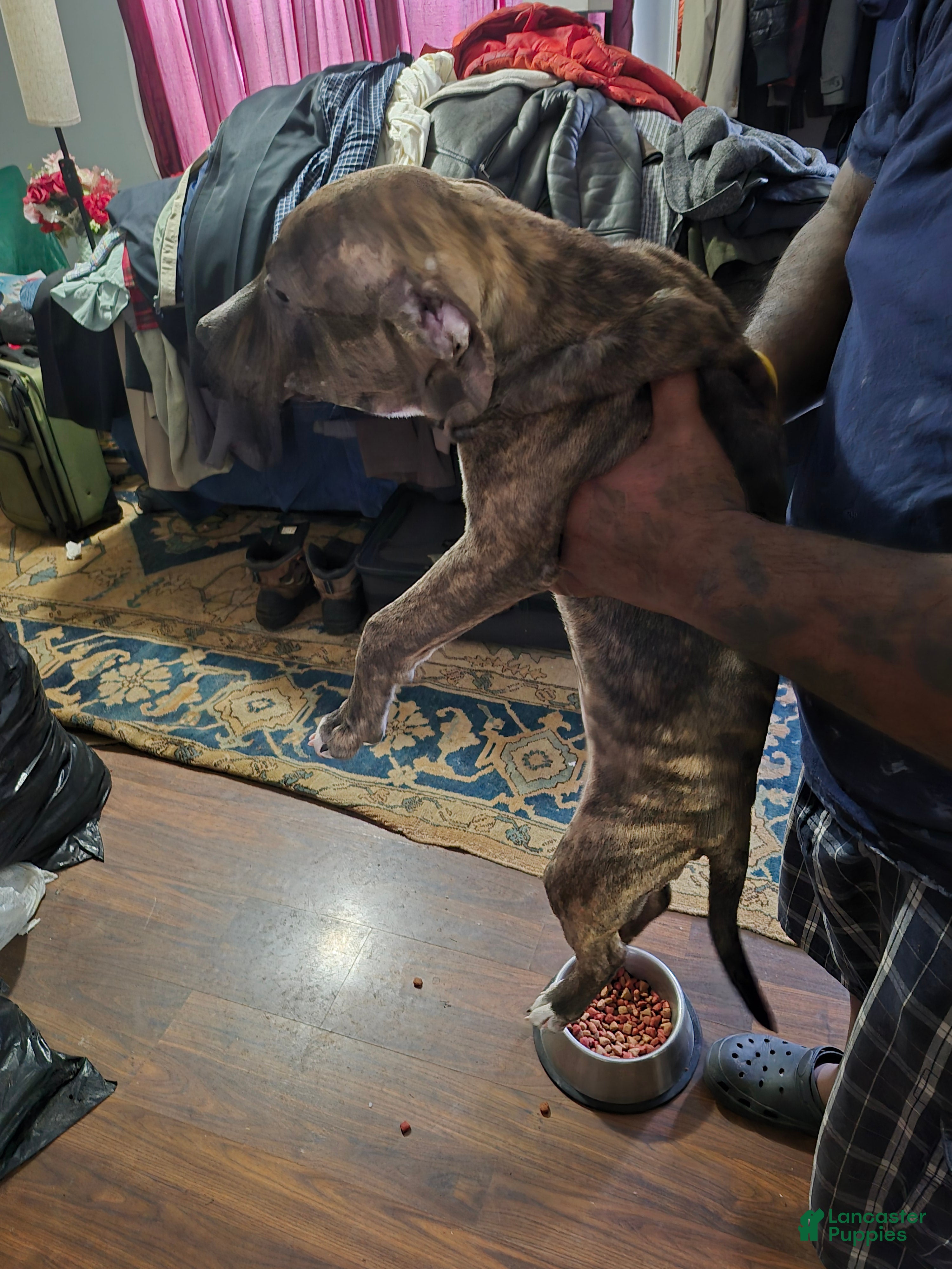 American Staffordshire Terrier dogs American Staffordshire Terrier Puppy 2 - Ad 1