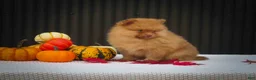 Pomeranian dogs for sale: 🐾 Meet Rosa — A Bouncy Little Ball of Fluff! 🐾 - Ad 13