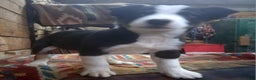 Border Collie dogs for sale: Border Collie Puppy 4 - Ad 7