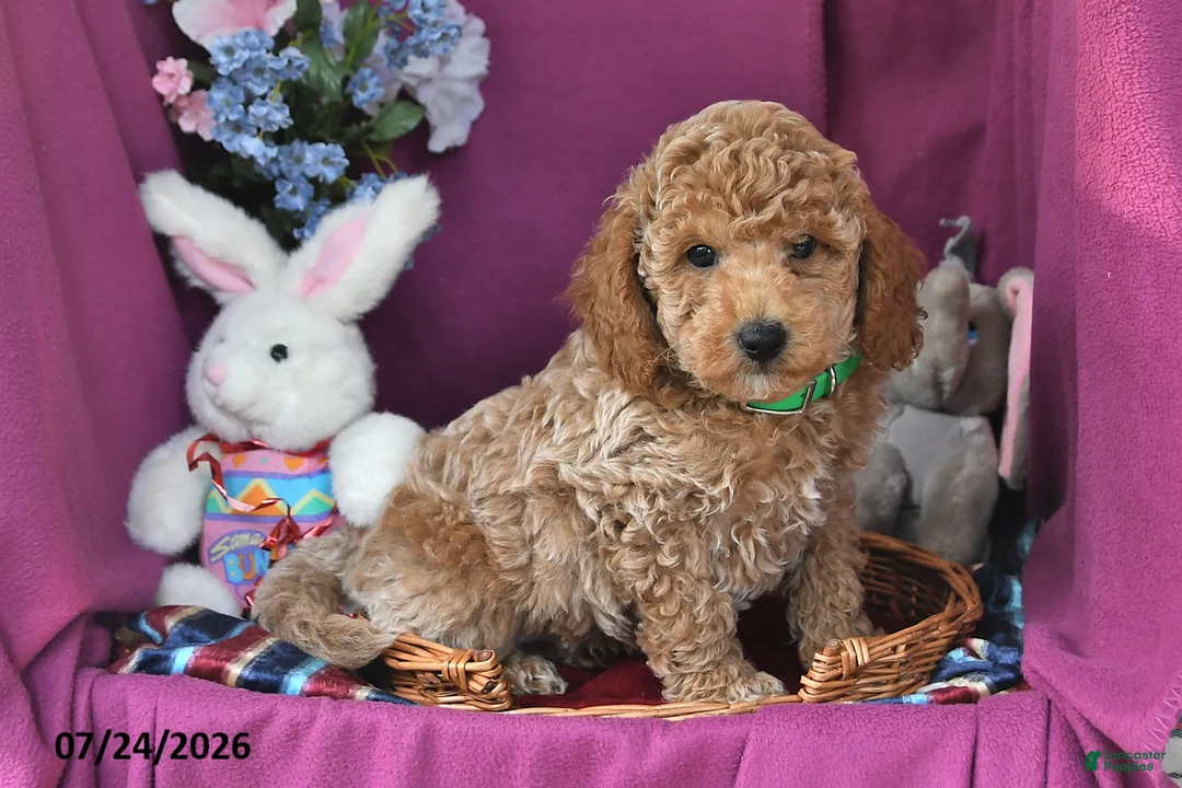 Mini Goldendoodle dogs for sale: Cole - Ad 2