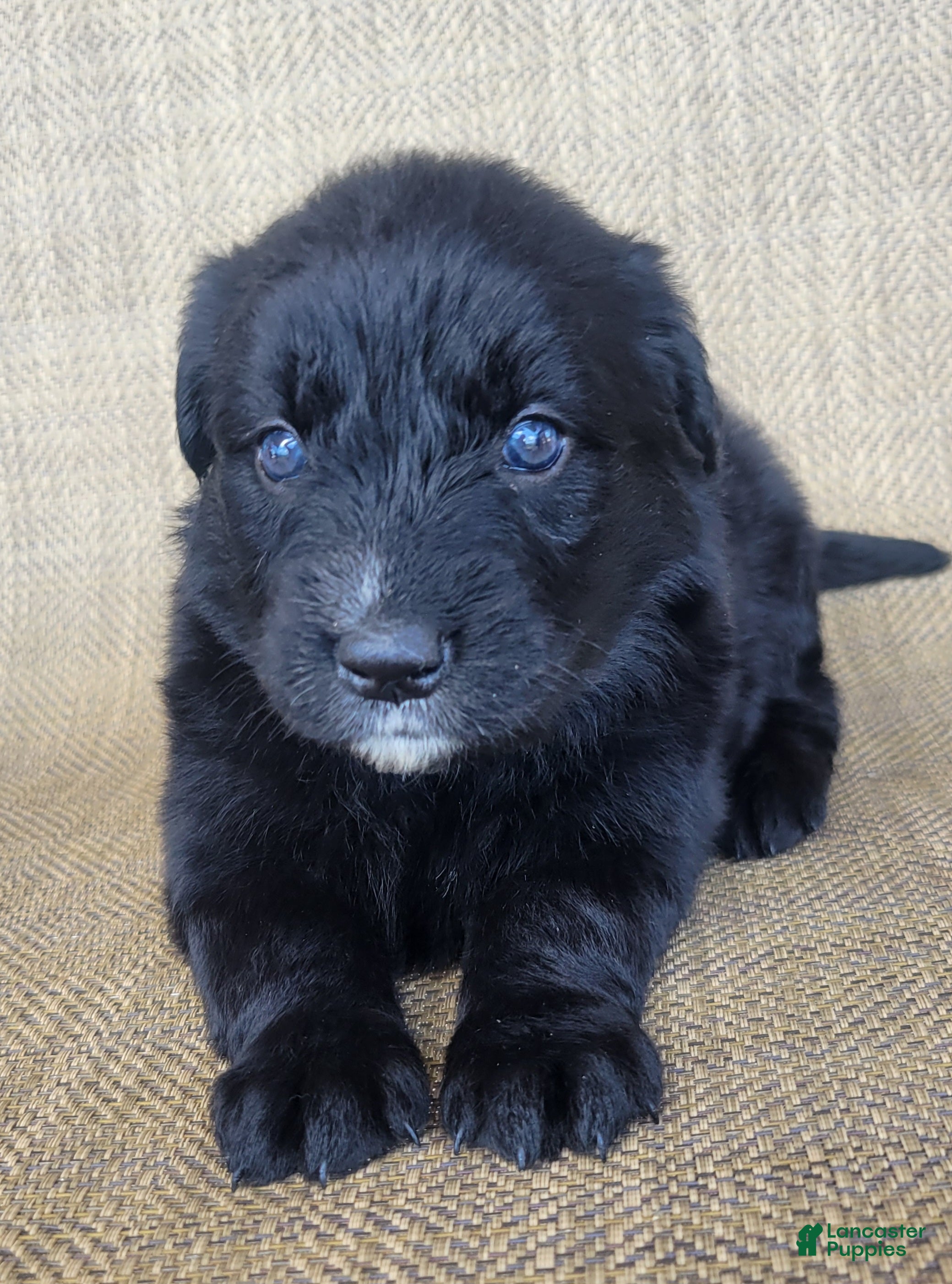 Australian Shepherd dogs Trixie - Ad 2