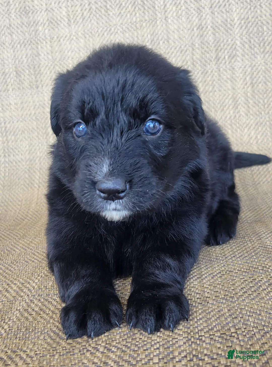 Australian Shepherd dogs for sale: Trixie - Ad 2