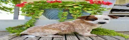 Australian Cattle Dog dogs for sale: Addy - Ad 6