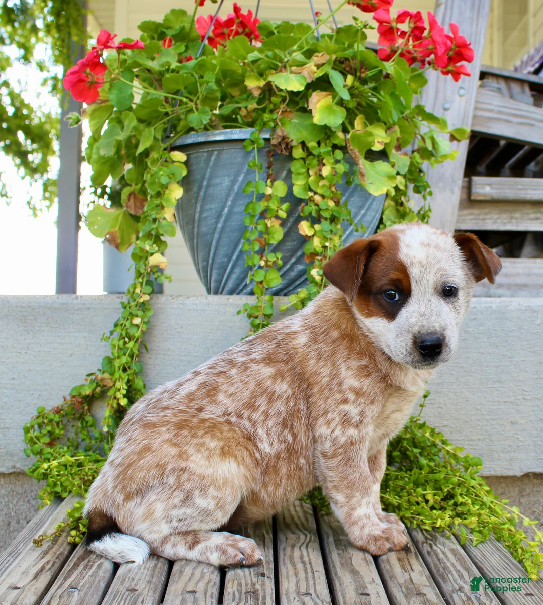 Australian Cattle Dog dogs for sale: Addy - Ad 6