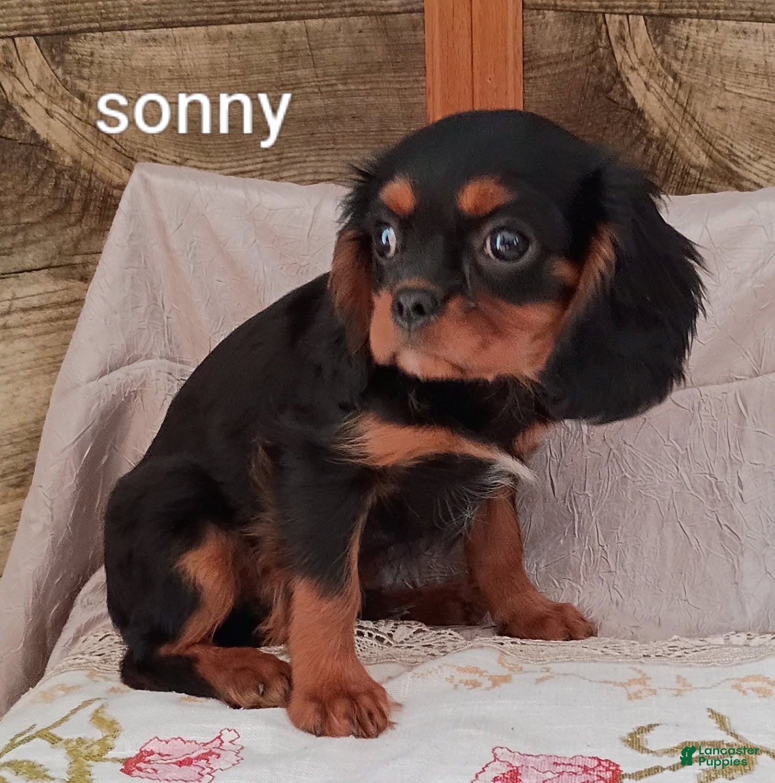 Cavalier King Charles Spaniel dogs for sale: Sonny - Ad 2