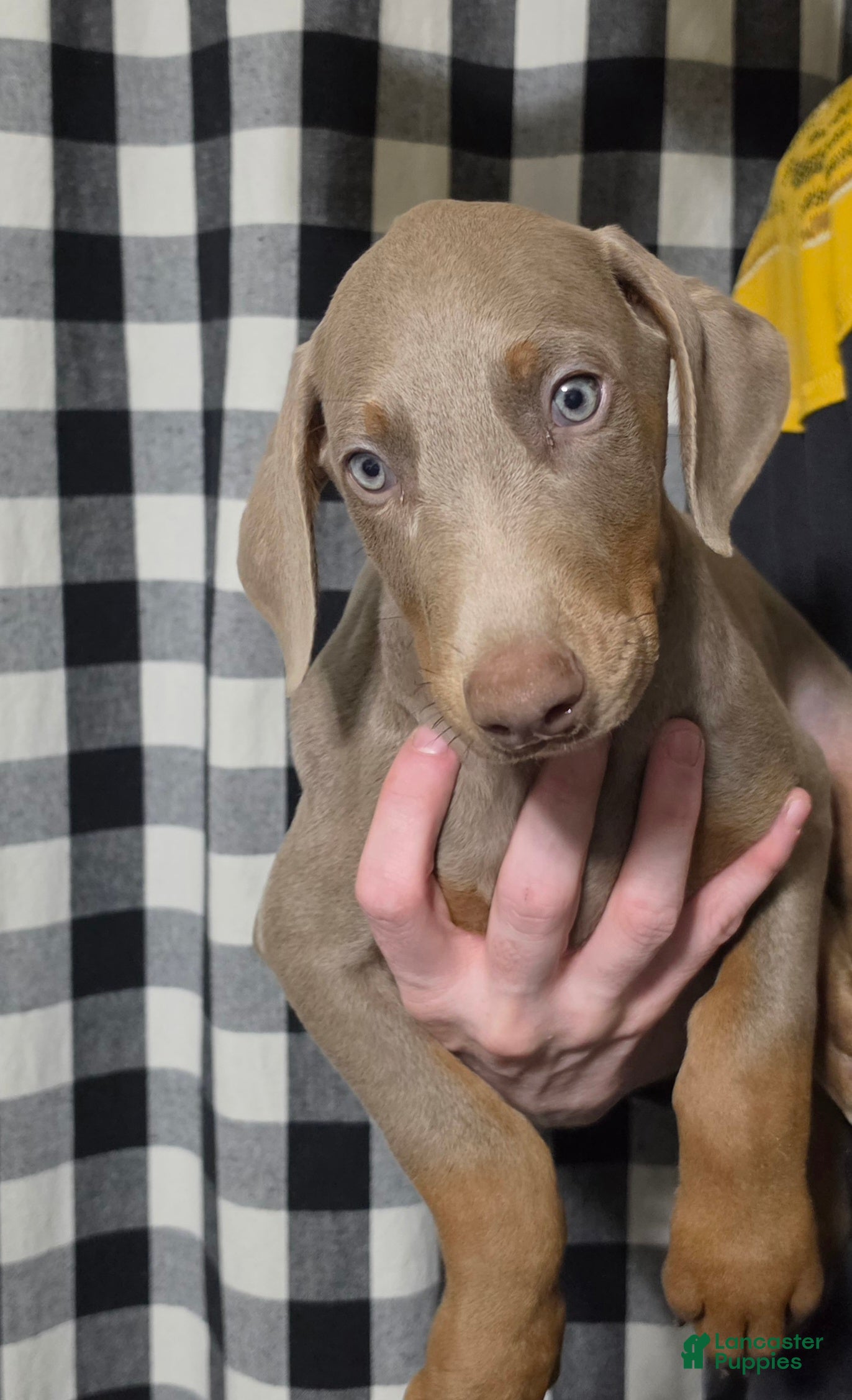 Doberman Pinscher dogs Maserati - Ad 1