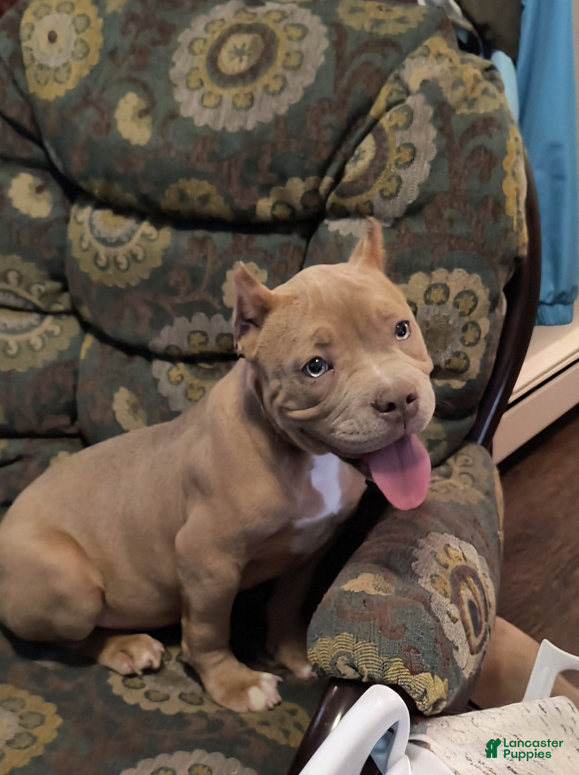 American Bully dogs for sale: American Bully Puppy 1 - Ad 6