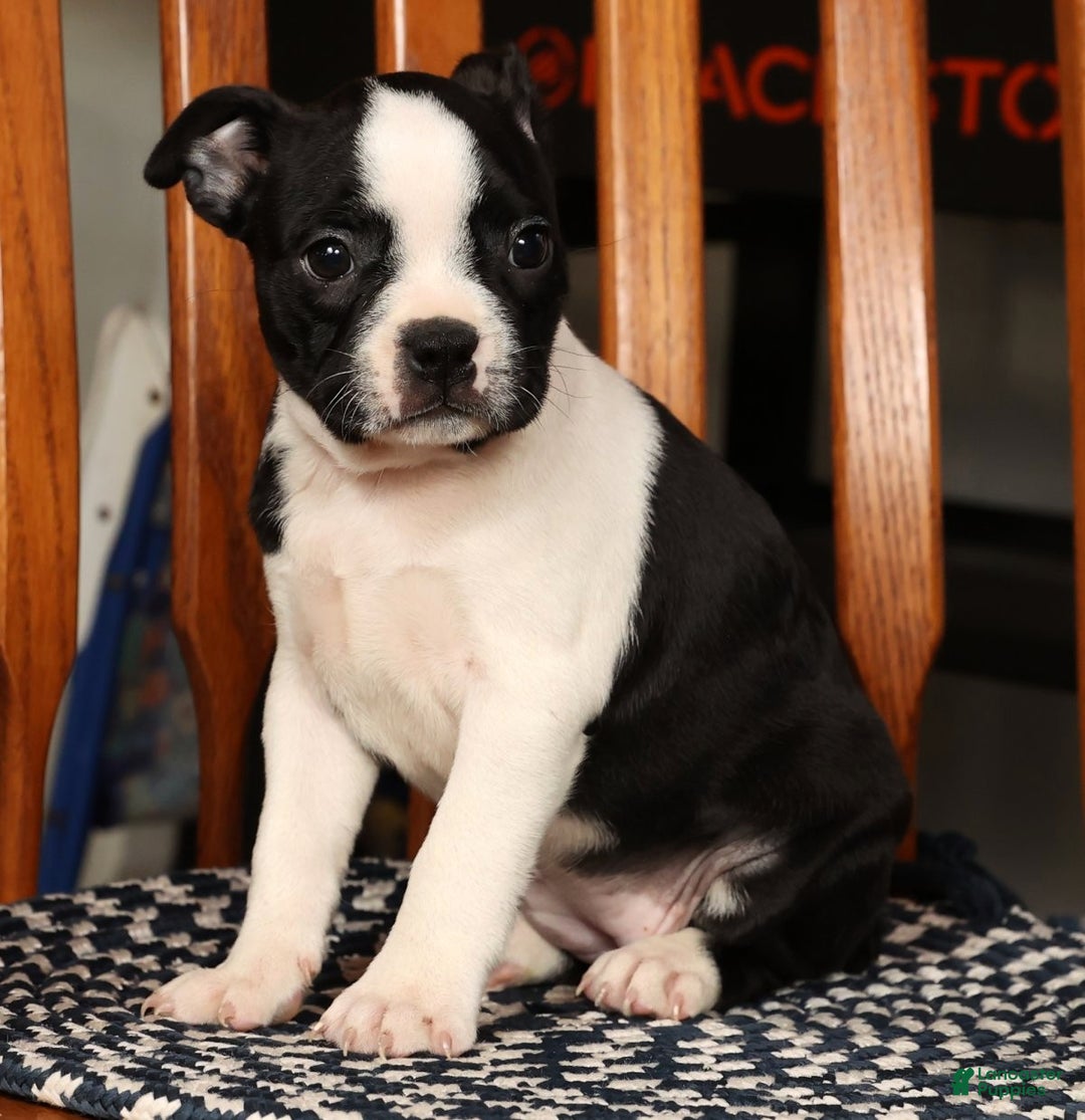 Boston Terrier dogs for sale: Kathy - Ad 3
