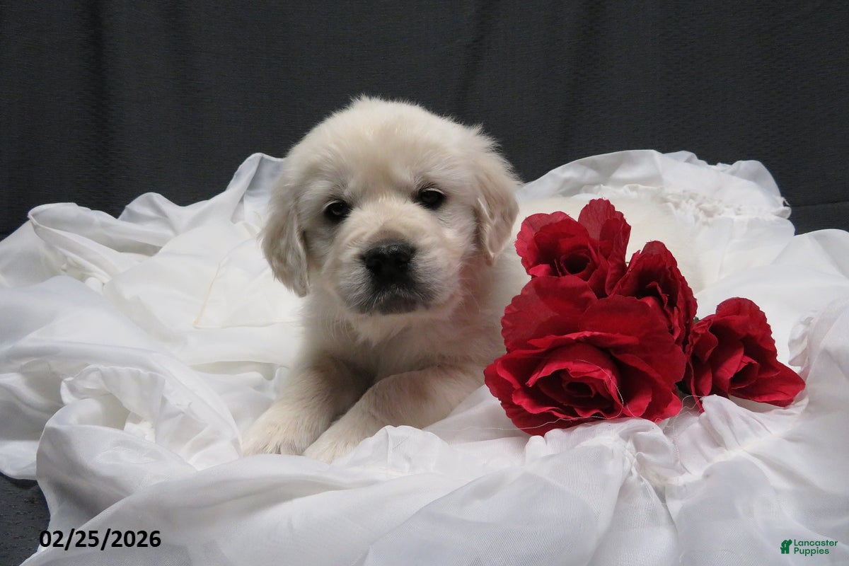 Golden Retriever dogs Missy - Ad 2