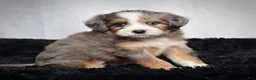 Mini Bernedoodle dogs for sale: Bridget - Ad 5
