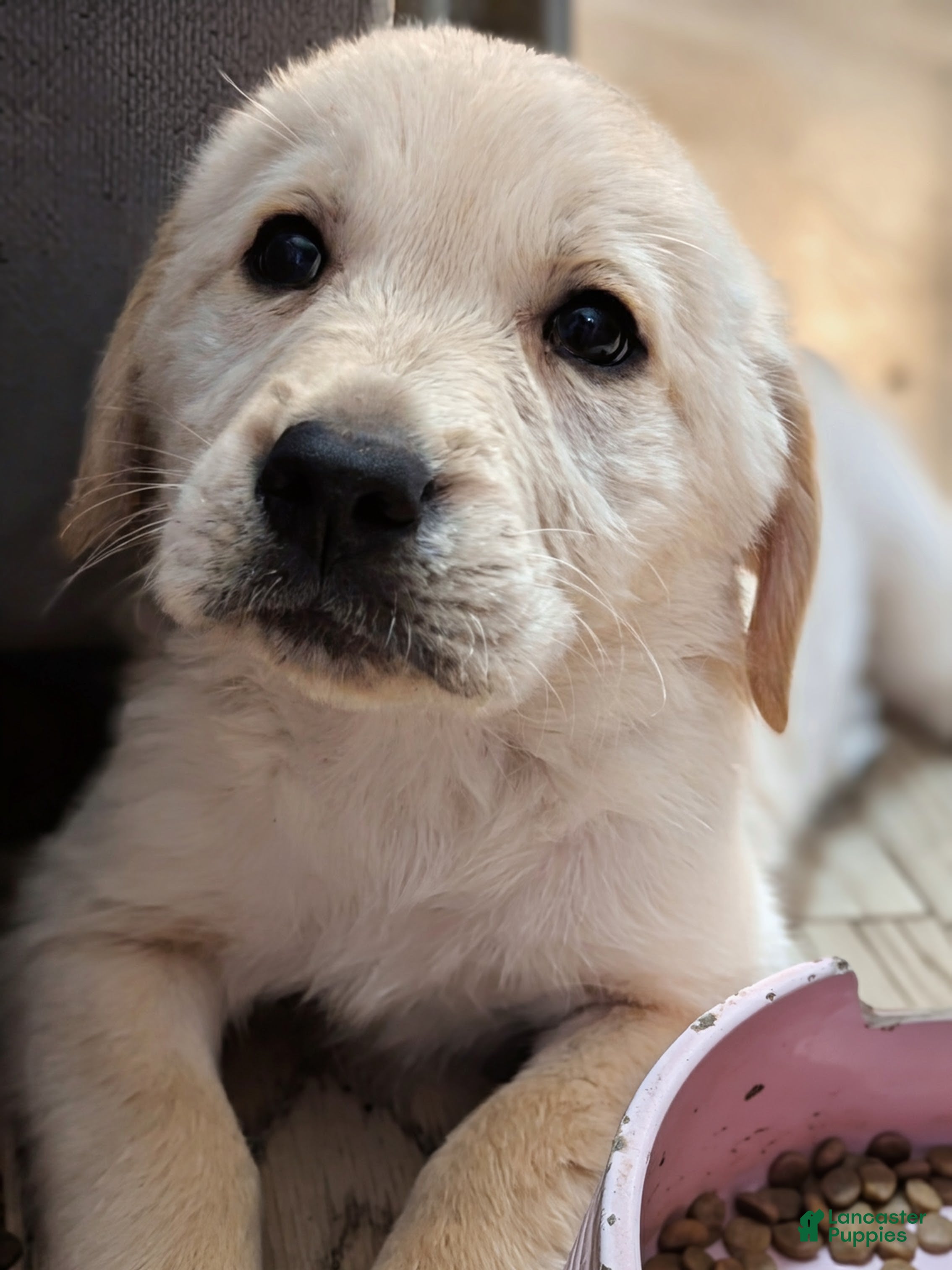 Mixed Breed dogs Mixed Breed Puppy 2 - Ad 25