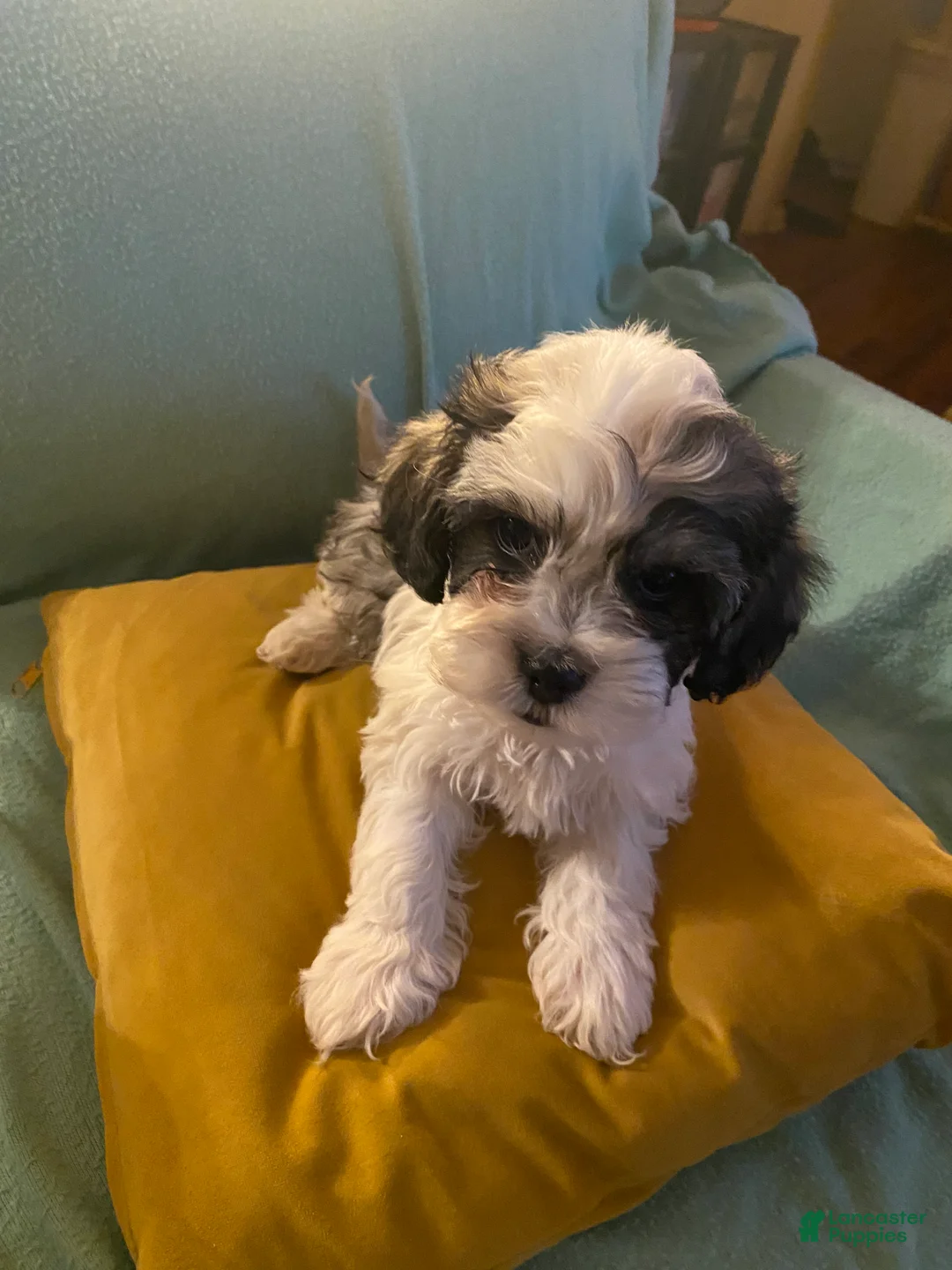 Mixed Breed dogs for sale: Minnie - Ad 2