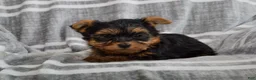 Yorkshire Terrier dogs for sale: Jack - Ad 1