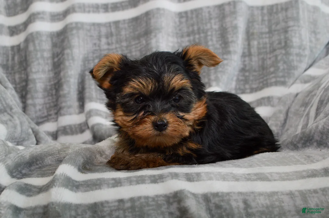 Yorkshire Terrier dogs for sale: Jack - Ad 1
