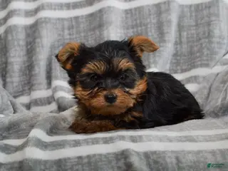 Yorkshire Terrier dogs Jack - Ad 4