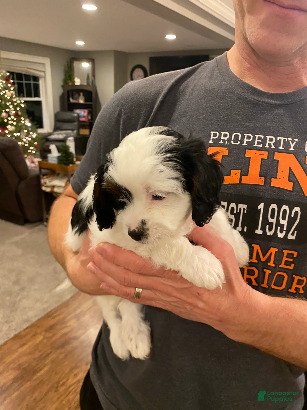 Cavapoo dogs for sale: Mocha  - Ad 7