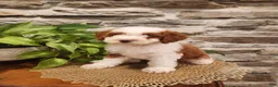 Mini Bernedoodle dogs for sale: EMMA - FEMALE Mini Bernedoodle 2 - Ad 15
