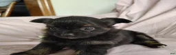 Pomchi dogs for sale: Bebe - Ad 3