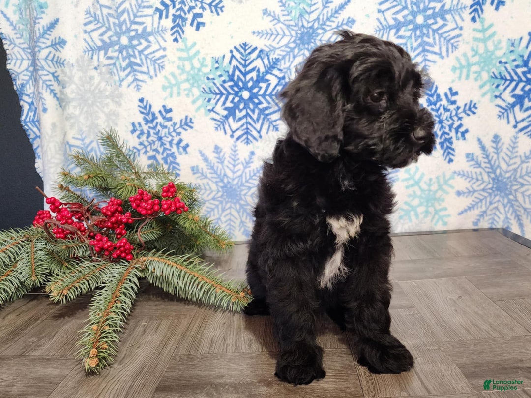 Mini Bernedoodle dogs for sale: Grace - Ad 17