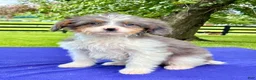 Bernedoodle dogs for sale: Nina - Ad 2