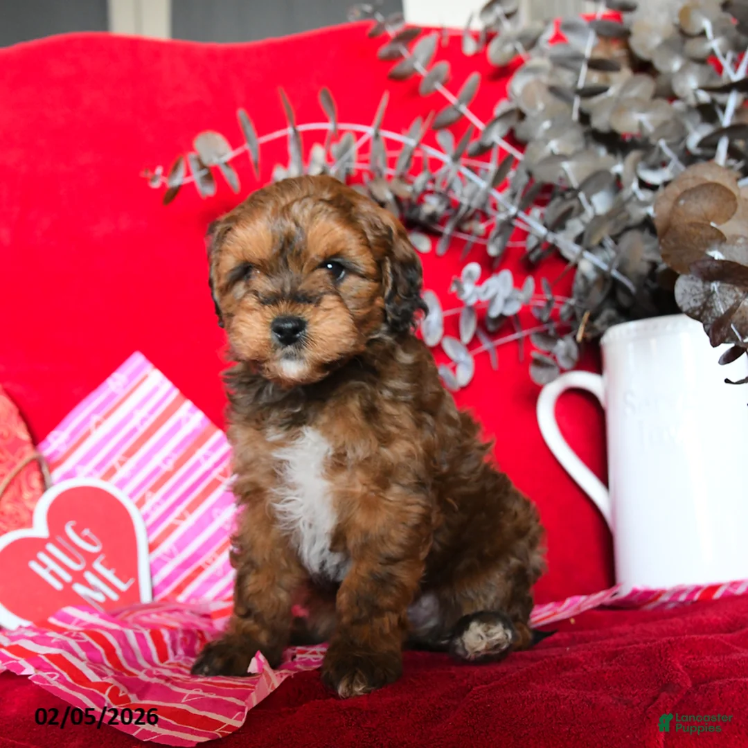 Yorkiepoo dogs for sale: Colton - Ad 1