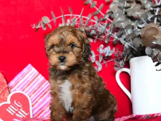 Yorkiepoo dogs Colton - Ad 1