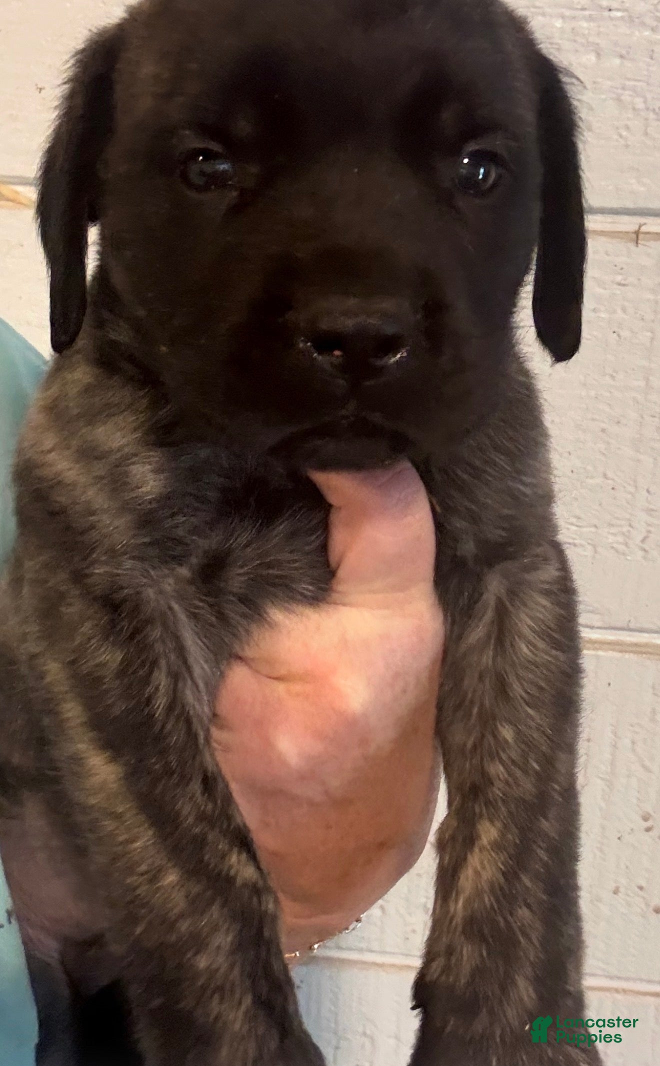English Mastiff dogs English Mastiff Puppy 6 - Ad 1