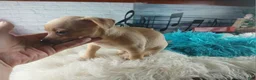 Chihuahua dogs for sale: Autumns fawn boy. Hand Delivery  - Ad 4