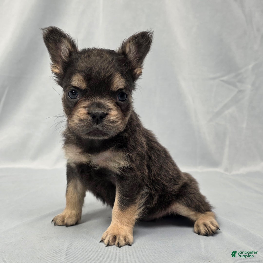 Top French Bulldog Puppies for sale Lancaster Puppies