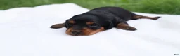 Miniature Dachshund dogs for sale: Raven - Ad 3