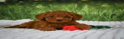 Mini Goldendoodle dogs for sale: Raven - Ad 3
