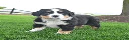 Bernese Mountain Dog dogs for sale: Bailey - Ad 4