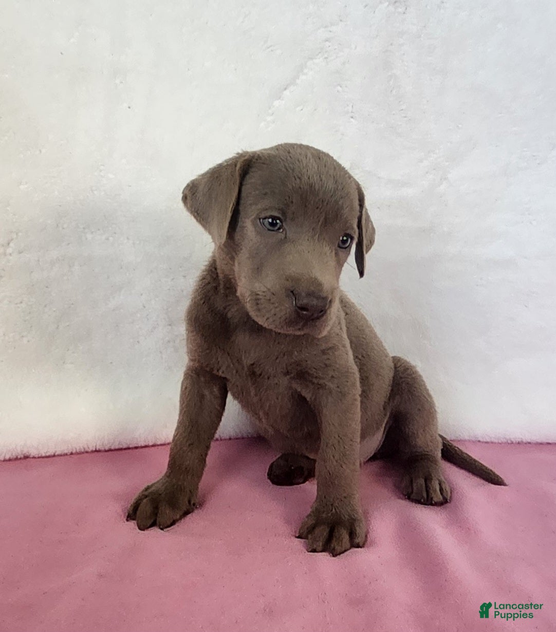 Labrador Retriever dogs Rosa - Ad 2