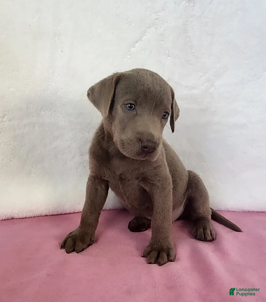 Labrador Retriever dogs for sale: Rosa - Ad 2