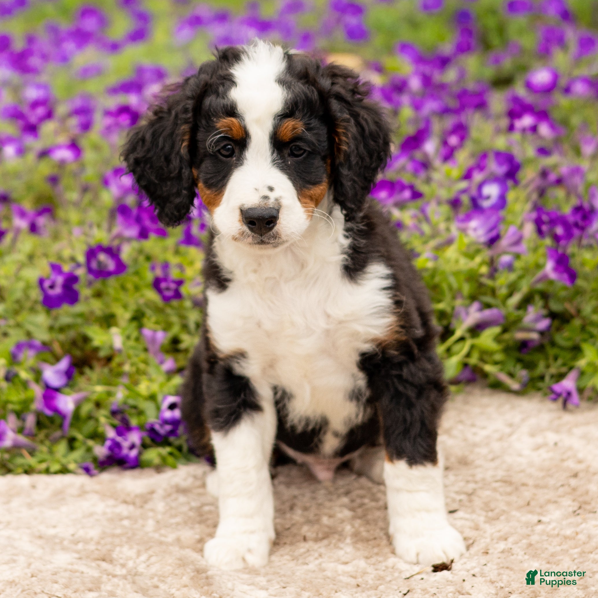 Mini Bernedoodle dogs Dexter  - Ad 1