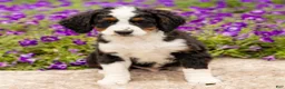 Mini Bernedoodle dogs for sale: Dexter  - Ad 1