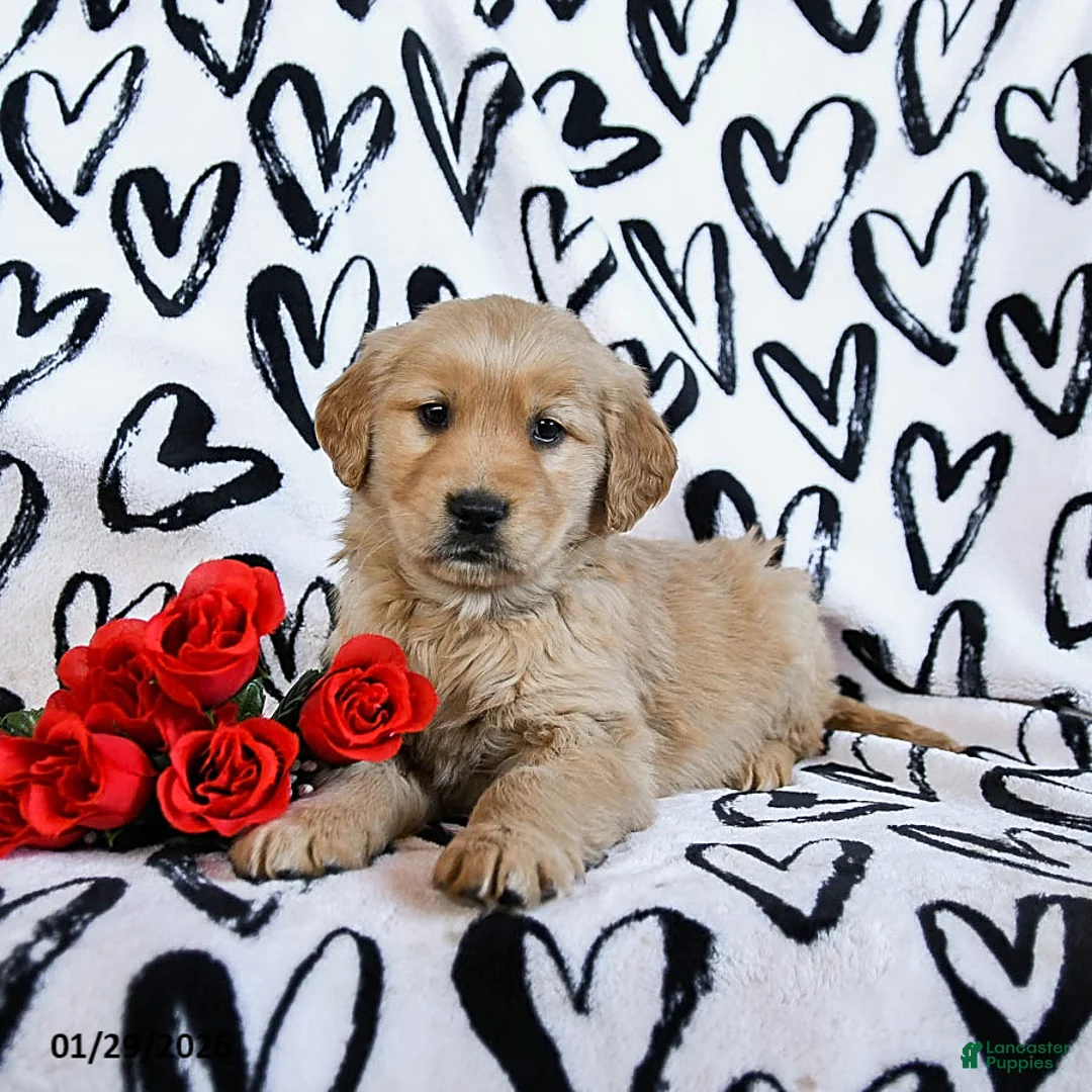 Golden Retriever dogs for sale: Lacey - Ad 2