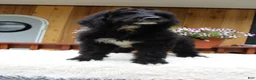 Bernedoodle dogs for sale: Mason - Ad 6