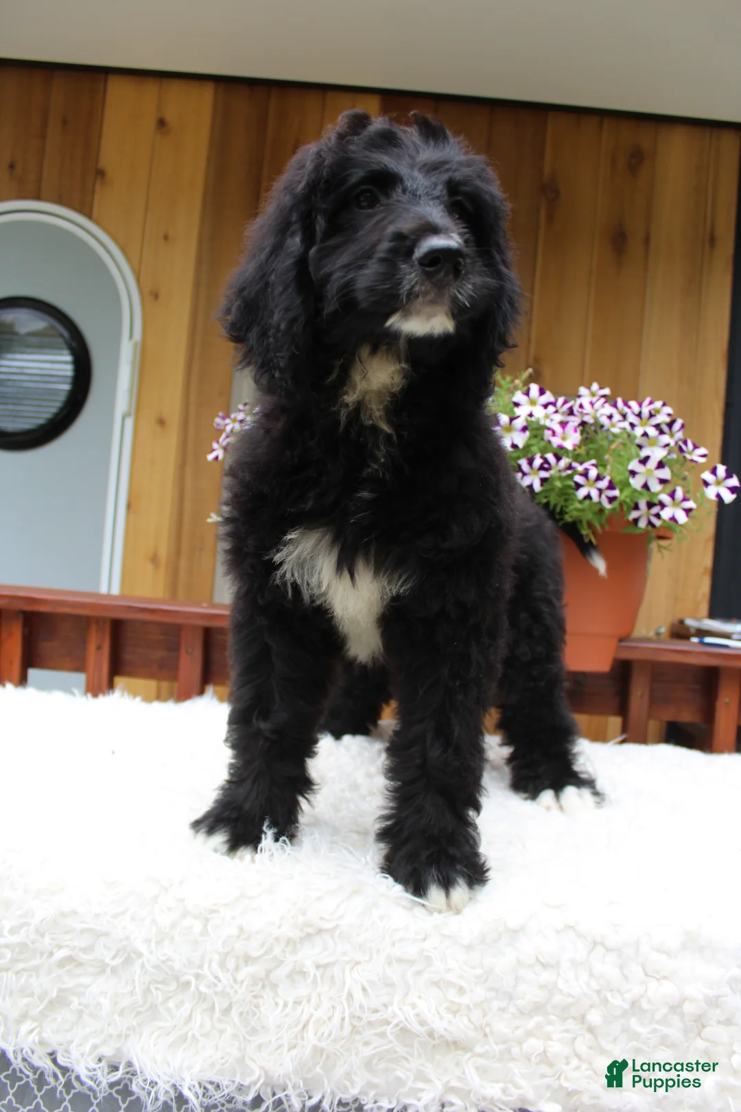 Bernedoodle dogs for sale: Mason - Ad 6