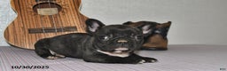 Frenchton dogs for sale: Jasper - Ad 3