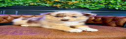 Pomsky dogs for sale: Leo - Ad 2