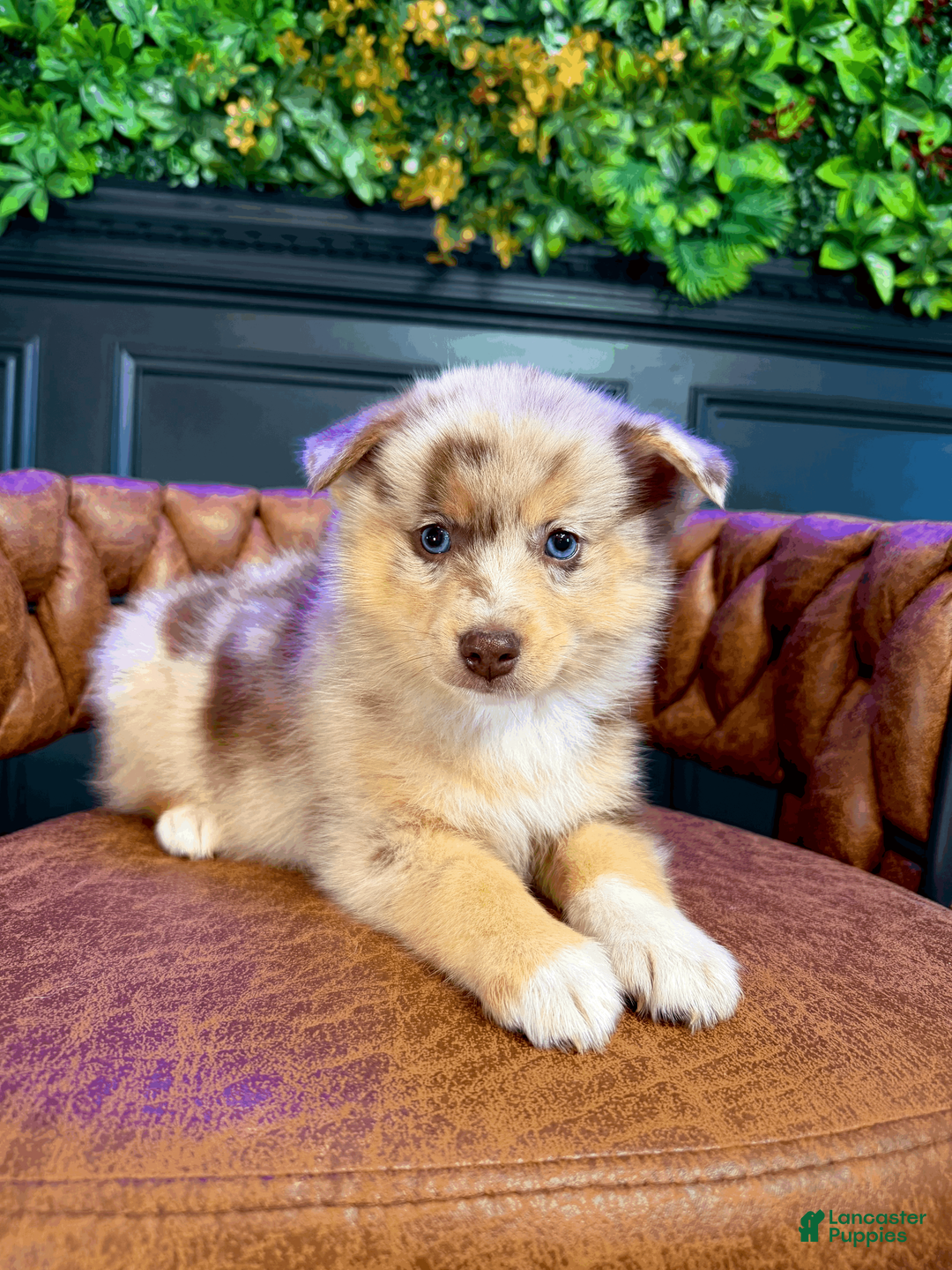 Pomsky dogs for sale: Leo - Ad 2