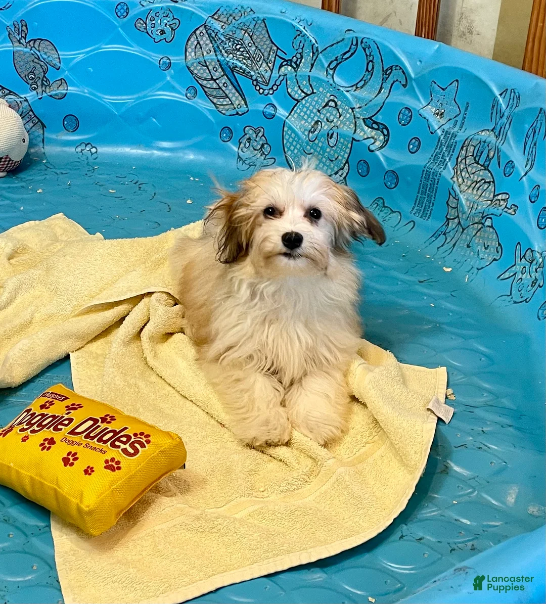 Mixed Breed dogs for sale: Shirley - Ad 5